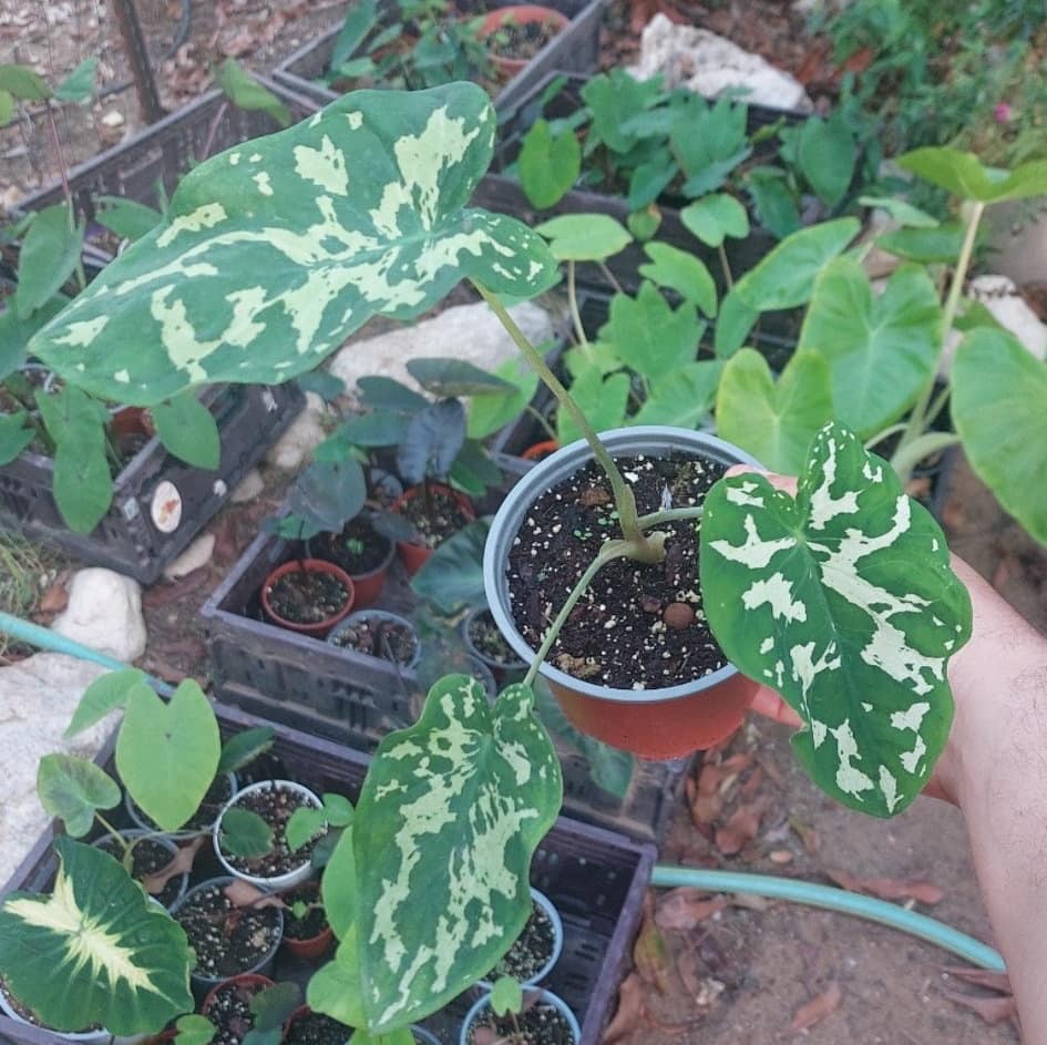 Caladium lindenii